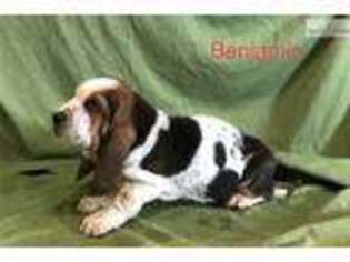 Basset Hound Puppy for sale in Indianapolis, IN, USA