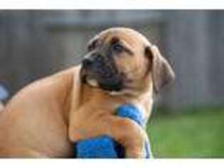 Boerboel Puppy for sale in Houston, TX, USA