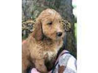 Goldendoodle Puppy for sale in Lititz, PA, USA