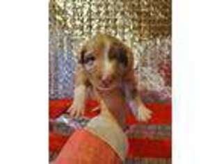 Australian Shepherd Puppy for sale in Reidsville, NC, USA