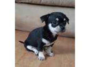 Chihuahua Puppy for sale in Quincy, MA, USA
