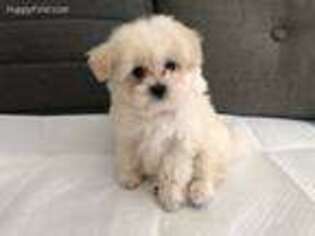 Maltipom Puppy for sale in Hesperia, CA, USA