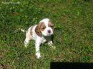 Cavalier King Charles Spaniel Puppy for sale in Savannah, GA, USA