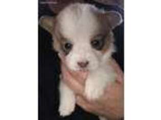 Pembroke Welsh Corgi Puppy for sale in Fergus Falls, MN, USA