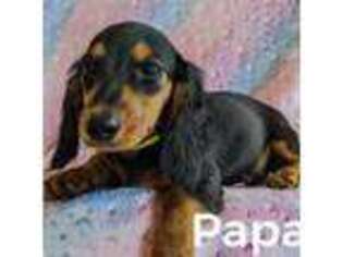 Dachshund Puppy for sale in Vienna, IL, USA