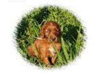 Irish Setter Puppy for sale in Morgantown, KY, USA