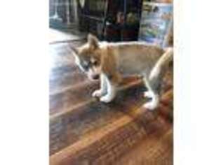 Siberian Husky Puppy for sale in Port Richey, FL, USA