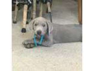 Labrador Retriever Puppy for sale in Edna, TX, USA