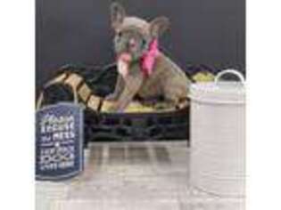 French Bulldog Puppy for sale in Avilla, IN, USA