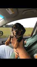 Dachshund Puppy for sale in New Bern, NC, USA
