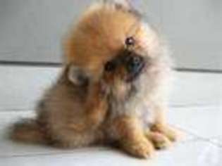 Pomeranian Puppy for sale in VISTA, CA, USA