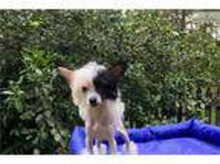 Chinese Crested Puppy for sale in Baton Rouge, LA, USA