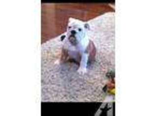 Bulldog Puppy for sale in SANTA CLARITA, CA, USA
