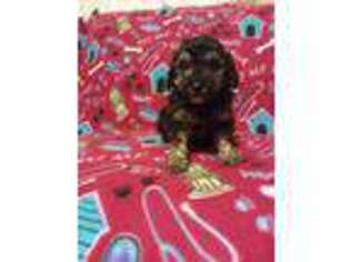 Mutt Puppy for sale in Lexington, NC, USA