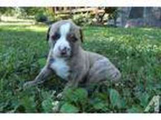 American Bulldog Puppy for sale in WEST PLAINS, MO, USA