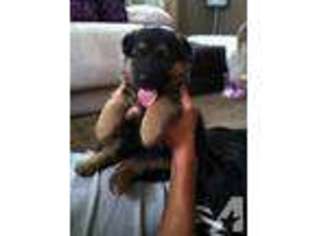 German Shepherd Dog Puppy for sale in ROCHESTER, MA, USA