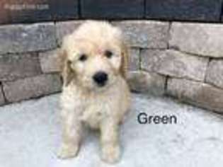 Goldendoodle Puppy for sale in Fort Recovery, OH, USA
