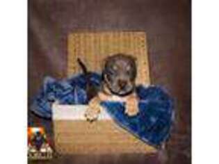 Mutt Puppy for sale in Forsyth, MO, USA