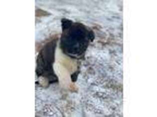 Akita Puppy for sale in Laramie, WY, USA