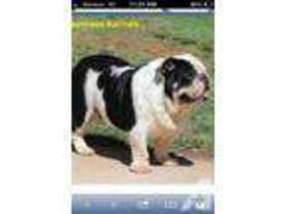 Bulldog Puppy for sale in MANITOWOC, WI, USA