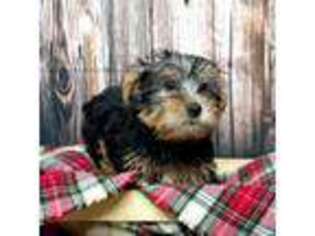 Yorkshire Terrier Puppy for sale in Covington, KY, USA