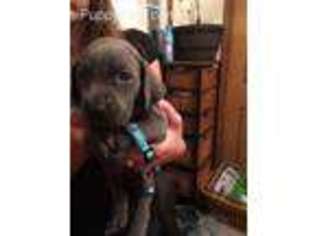 Weimaraner Puppy for sale in Kingsley, PA, USA