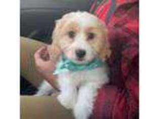 Cavachon Puppy for sale in Tampa, FL, USA