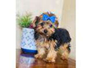 Yorkshire Terrier Puppy for sale in Hamilton, MO, USA