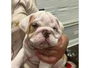 Bulldog Puppy for sale in Brodhead, WI, USA