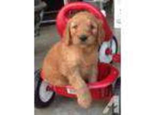 Goldendoodle Puppy for sale in ROSEVILLE, CA, USA