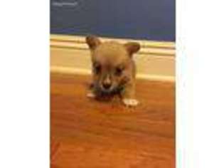 Pembroke Welsh Corgi Puppy for sale in Slidell, LA, USA