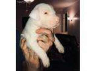 Great Dane Puppy for sale in Fort Oglethorpe, GA, USA
