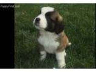 Saint Bernard Puppy for sale in Morgantown, PA, USA