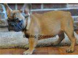 French Bulldog Puppy for sale in Sioux Falls, SD, USA