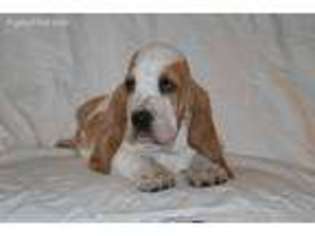 Medium Photo #1 Basset Hound Puppy For Sale in Paxton, IL, USA