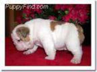 Bulldog Puppy for sale in Garner, IA, USA