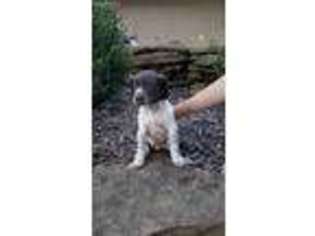 German Shorthaired Pointer Puppy for sale in Independence, KS, USA