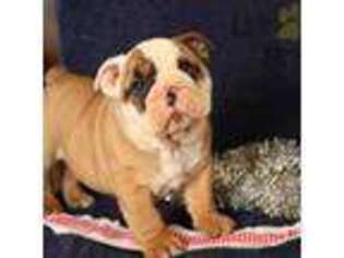 Bulldog Puppy for sale in Washington, DC, USA