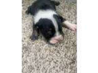 Bulldog Puppy for sale in Dallas, GA, USA