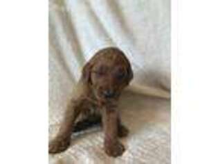 Goldendoodle Puppy for sale in Callahan, FL, USA