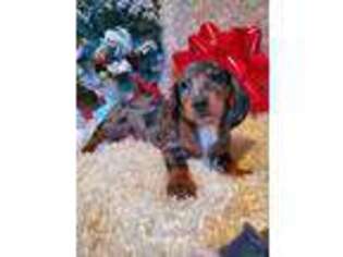 Dachshund Puppy for sale in Sartell, MN, USA