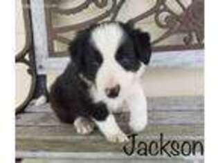 Border Collie Puppy for sale in Lamar, MO, USA