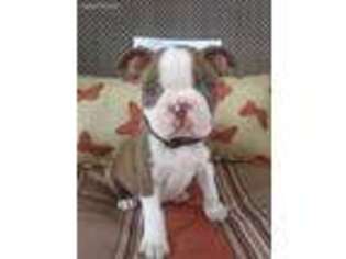 Boston Terrier Puppy for sale in New Bethlehem, PA, USA