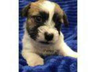 Jack Russell Terrier Puppy for sale in Concord, NC, USA