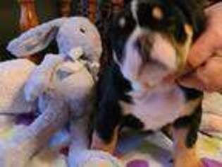 Bulldog Puppy for sale in Davison, MI, USA