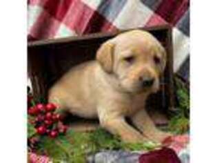 Labrador Retriever Puppy for sale in Dayton, VA, USA