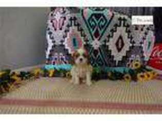 Cavalier King Charles Spaniel Puppy for sale in Fort Wayne, IN, USA