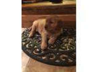 Golden Retriever Puppy for sale in Finlayson, MN, USA
