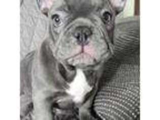French Bulldog Puppy for sale in Huntertown, IN, USA