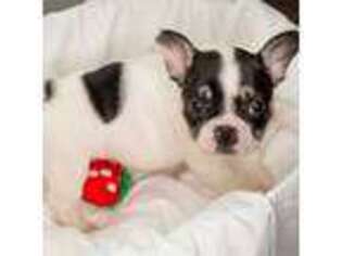 French Bulldog Puppy for sale in Petaluma, CA, USA